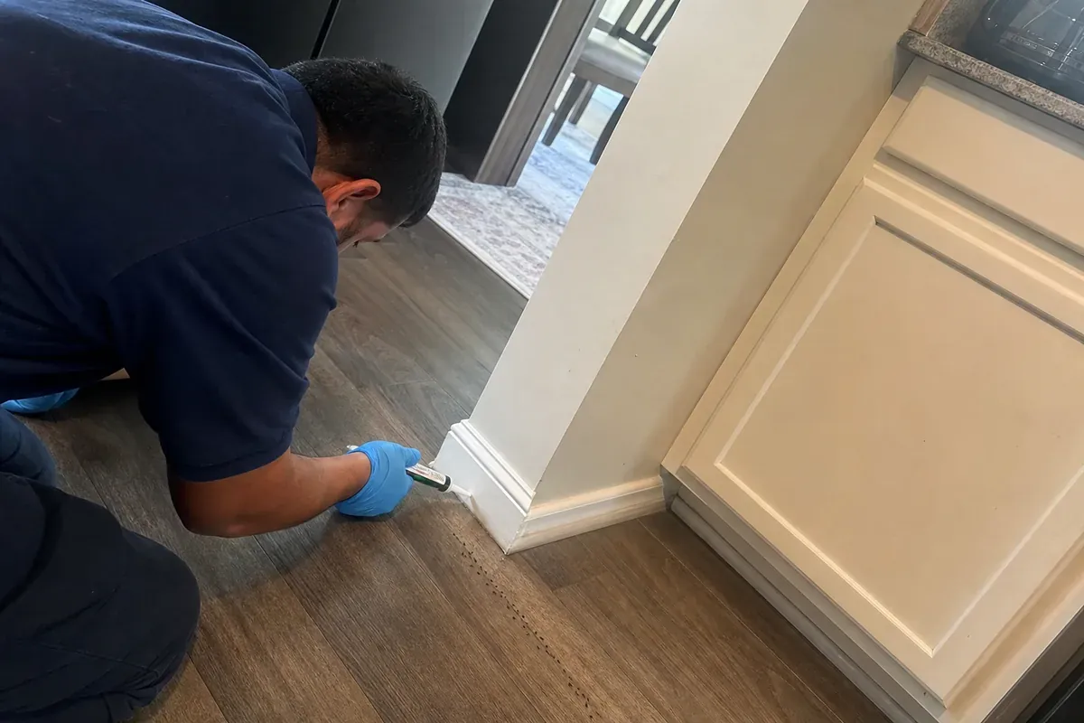 Kitchen treatment and monitoring after professional roach service