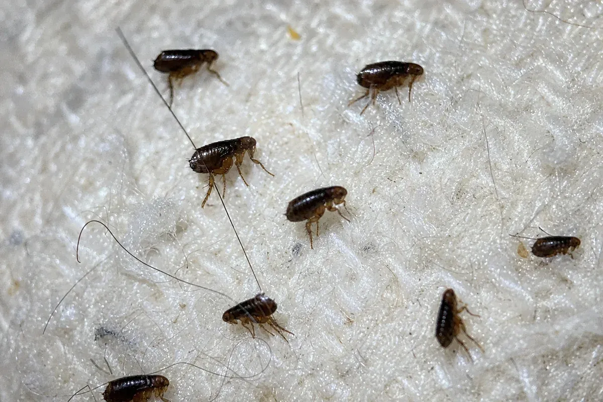 Flea & Tick Control in Hampton, VA