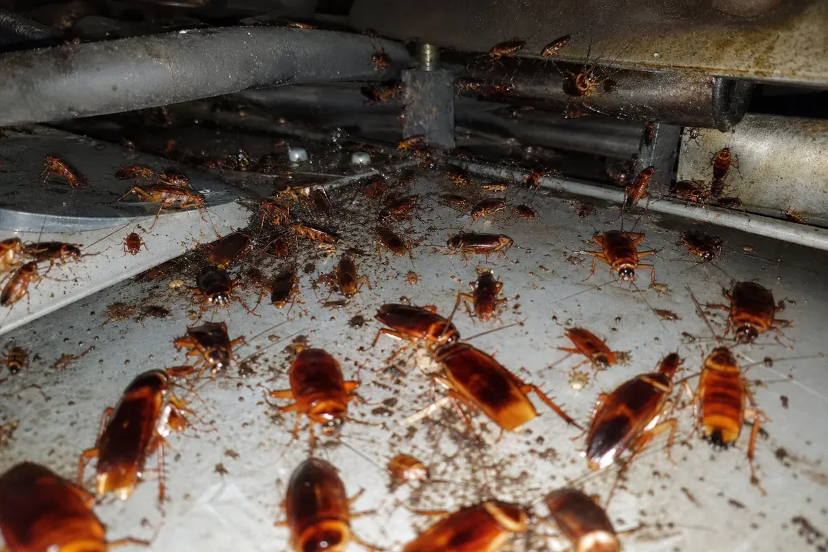 German roach harborage documented during a Hampton kitchen inspection