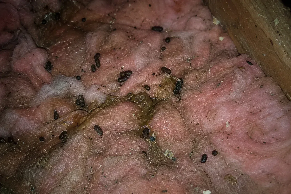 Rodent droppings and entry activity documented in a Hampton attic