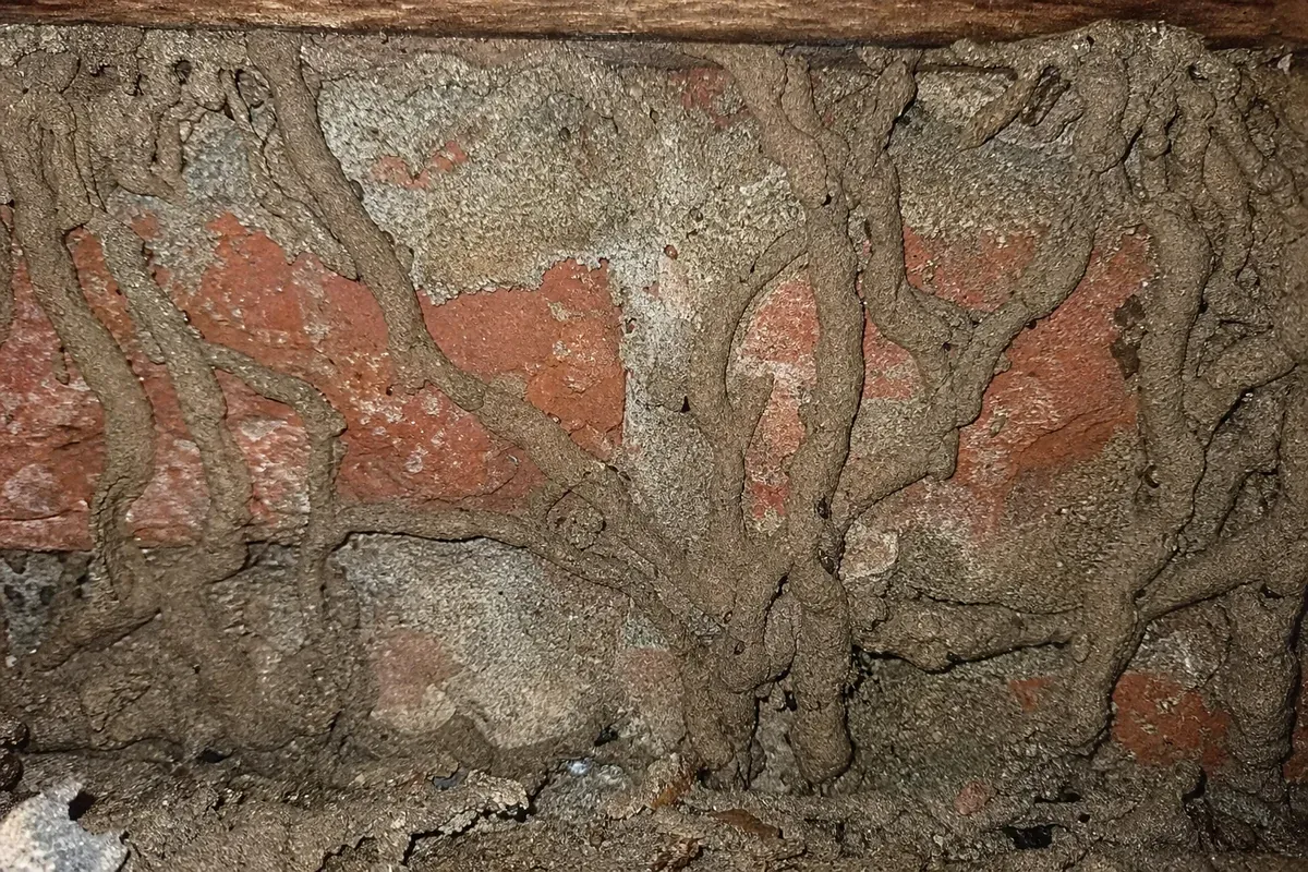 Active subterranean termite mud tubes on a Hampton, VA foundation