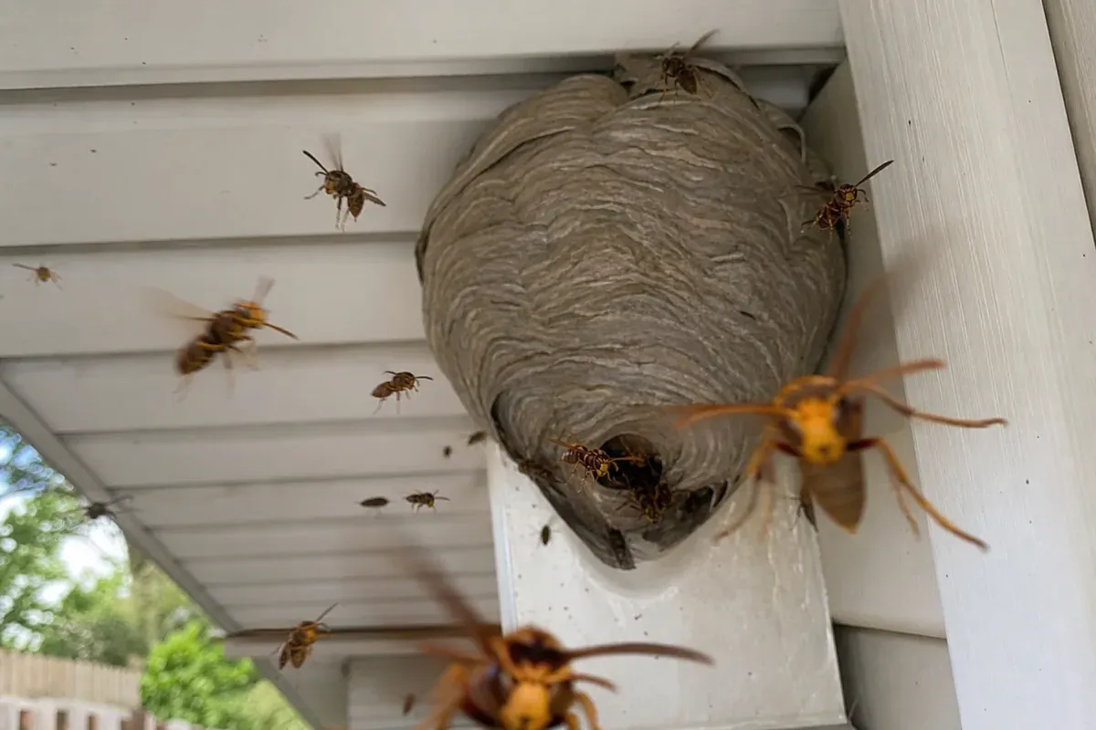 Active wasp nest under a Hampton, VA home eave before removal